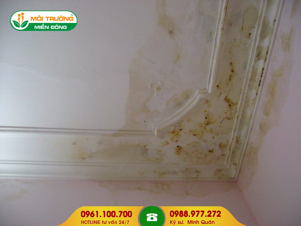 Đơn giá dịch vụ tẩy rửa rêu mốc trên tường