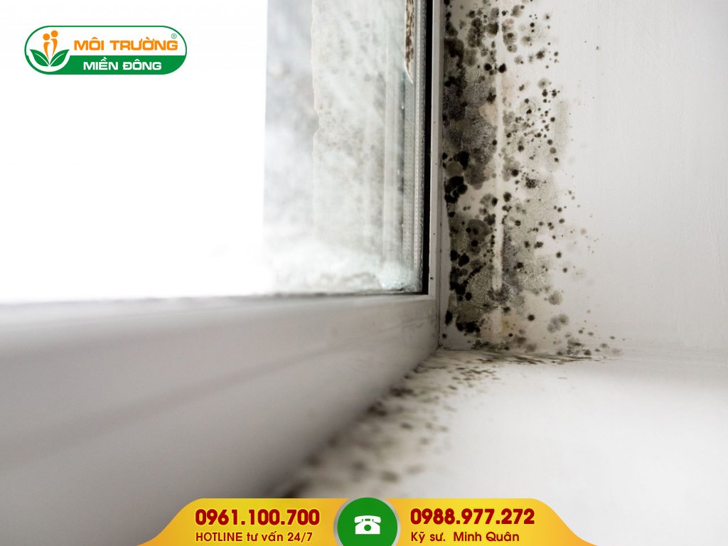 Bảng giá dịch vụ tẩy rửa rêu mốc trên tường