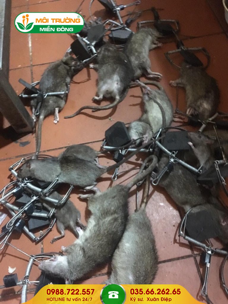 Báo giá dịch vụ diệt chuột tận gốc chung cư và nhà phố