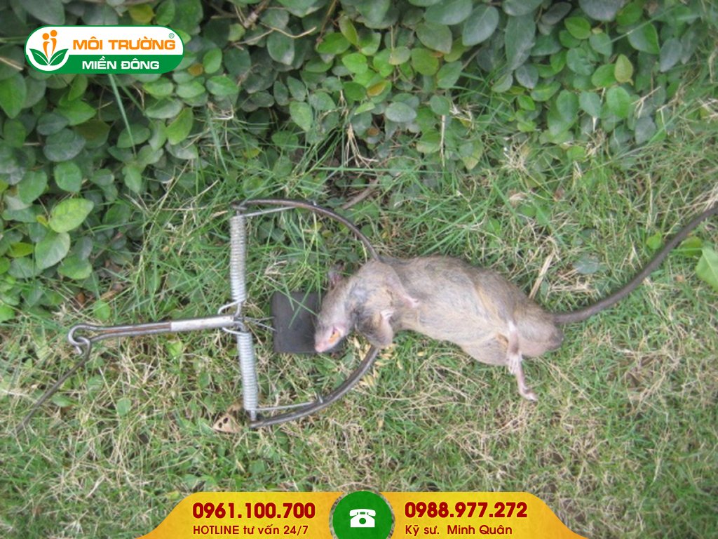 Đơn giá dịch vụ diệt chuột tận gốc chung cư và nhà phố