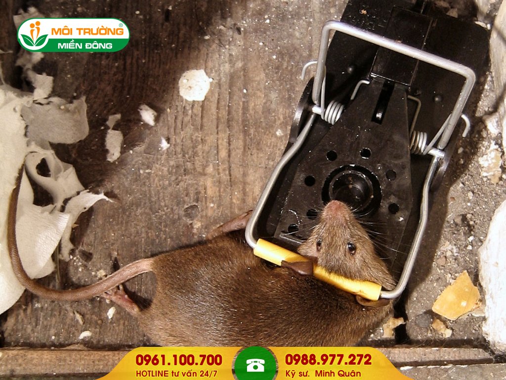 Bảng giá dịch vụ diệt chuột tận gốc chung cư và nhà phố
