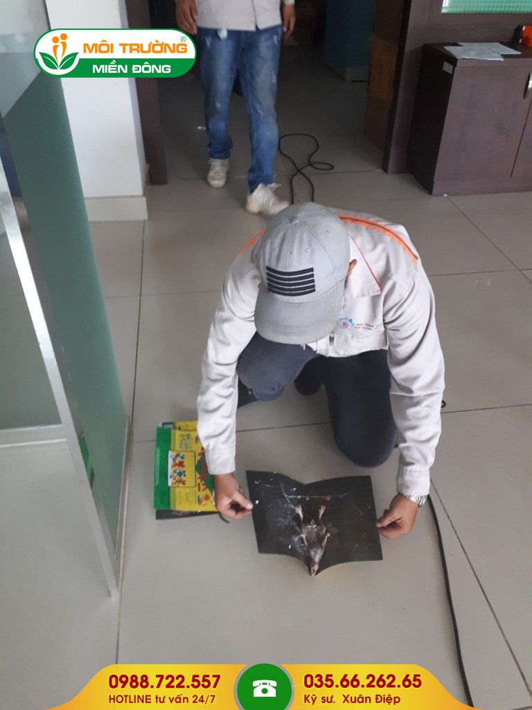 Chi phí dịch vụ diệt chuột tận gốc chung cư và nhà phố