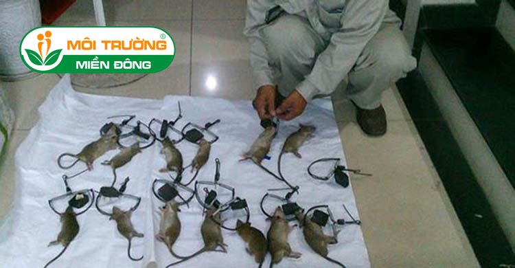 Đơn giá dịch vụ diệt chuột tận gốc khu công nghiệp