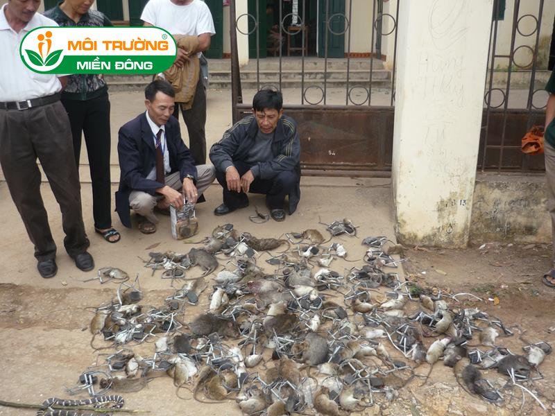 Báo giá dịch vụ diệt chuột tận gốc khu công nghiệp